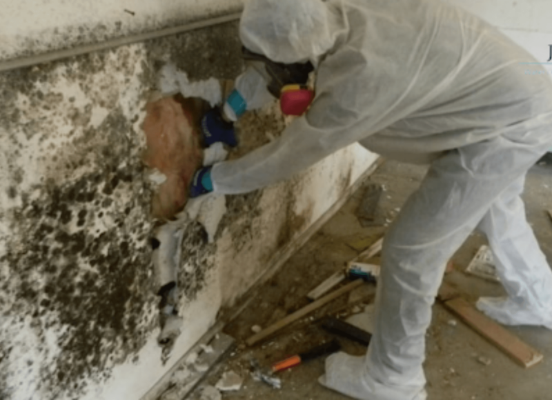 mold-remediation-service