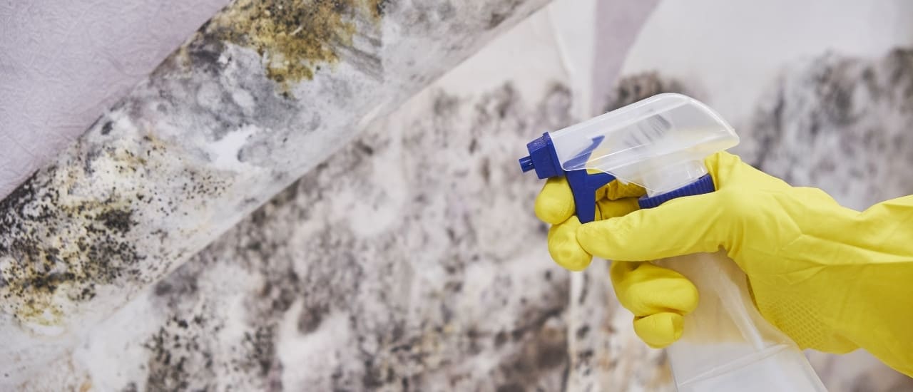 Fort Lauderdale Mold Removal